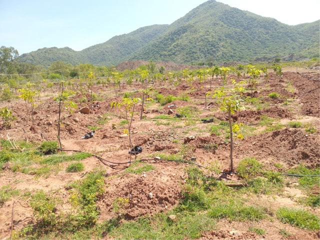 tree-planting-initiative-1