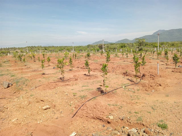tree-planting-initiative-2