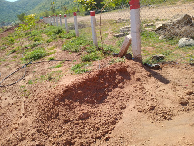 tree-planting-initiative-3