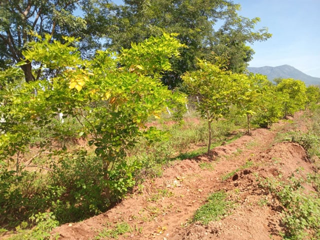 tree-planting-initiative-4