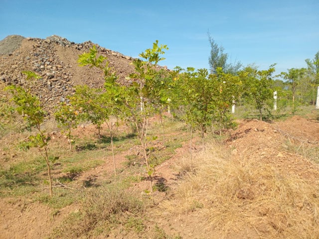 tree-planting-initiative-5