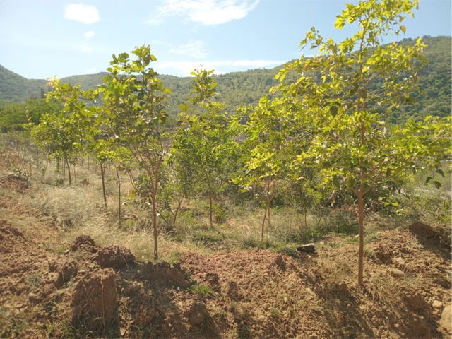 tree-planting-initiative-6