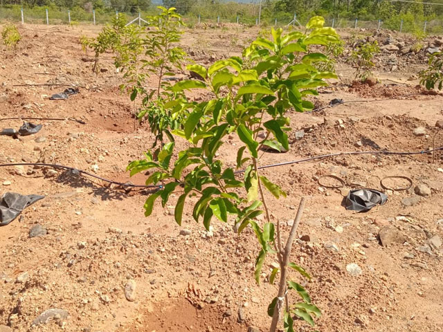 tree-planting-initiative-7